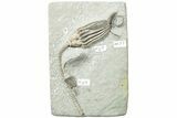 Fossil Crinoid Plate (Two Species) - Crawfordsville, Indiana #231932-1